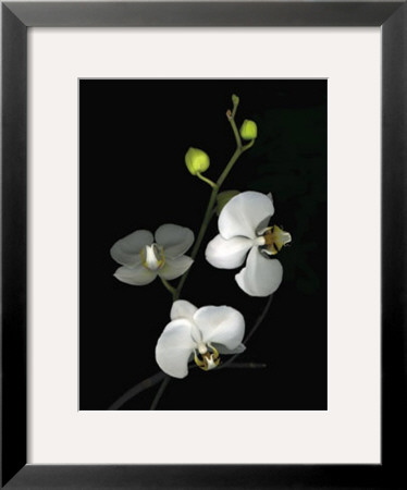Orchid Ii by Susan Barmon Pricing Limited Edition Print image