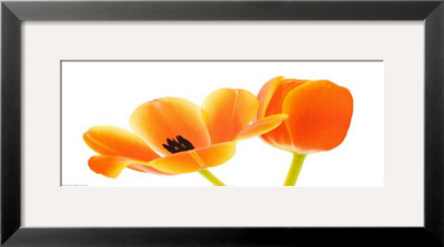 Two Orange Tulips by Michael Bird Pricing Limited Edition Print image