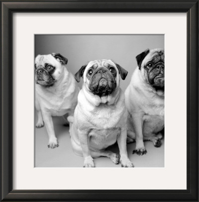 Three Pugs by Amanda Jones Pricing Limited Edition Print image
