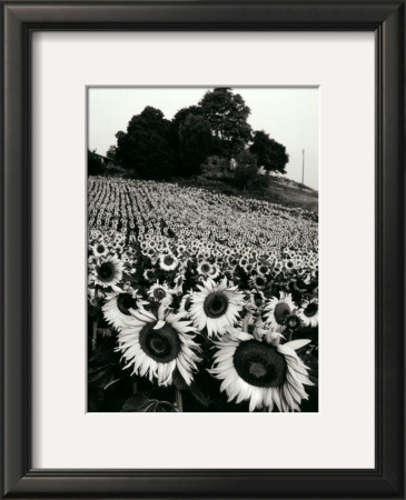 Sunflowers, Provence, France by Martine Franck Pricing Limited Edition Print image