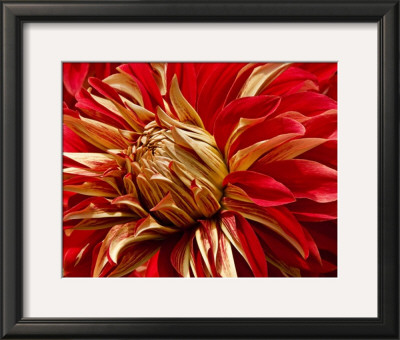 Graphic Dahlia Iv by Rachel Perry Pricing Limited Edition Print image