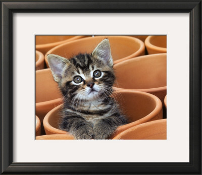 Kitty Cat by Jean-Michel Labat Pricing Limited Edition Print image