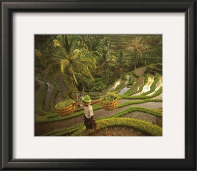 Riziere-Bali by Diagentur Pricing Limited Edition Print image