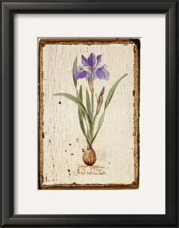 Iris Reticulata by Lisa Canney Chesaux Pricing Limited Edition Print image