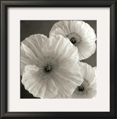 Poppy Study Iv by Sondra Wampler Pricing Limited Edition Print image