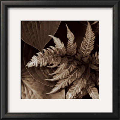 Painted Ferns Ii by Rebecca Swanson Pricing Limited Edition Print image