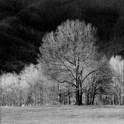Cades Trees I by Robert Jones Pricing Limited Edition Print image