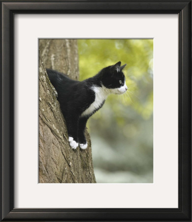 Attentive Cat by Jean-Michel Labat Pricing Limited Edition Print image