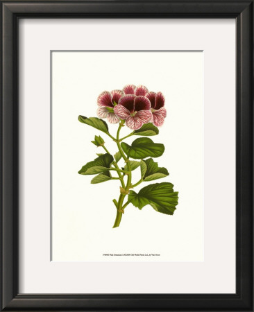 Pink Geranium Ii by Van Houtt Pricing Limited Edition Print image