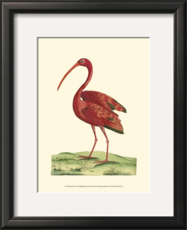 Red Ibis by Frederick P. Nodder Pricing Limited Edition Print image