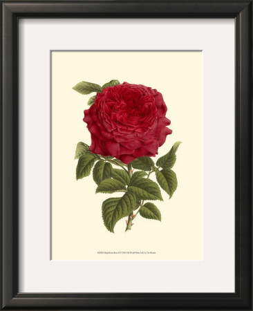 Magnificent Rose Ii by Ludwig Van Houtte Pricing Limited Edition Print image