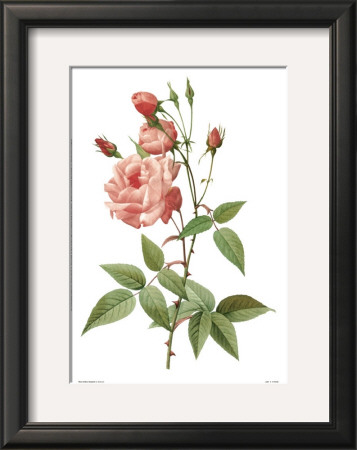 Rosa Indica Vulgaris by Pierre-Joseph Redouté Pricing Limited Edition Print image