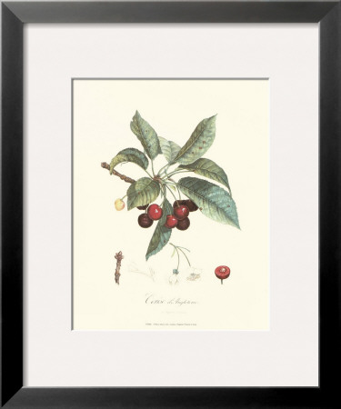 Cherries by Pierre-Antoine Poiteau Pricing Limited Edition Print image