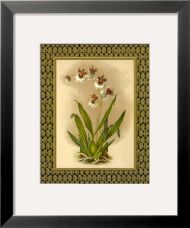 Classic Orchids Iii by Tara Wilde Pricing Limited Edition Print image