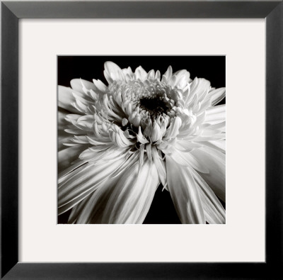Gerbera by Darlene Shiels Pricing Limited Edition Print image