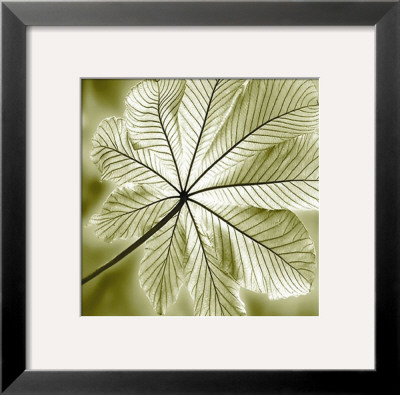 Autumn Leaf Ii by Steven Mitchell Pricing Limited Edition Print image