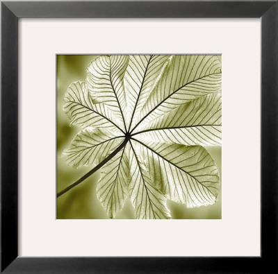 Autumn Leaf Ii by Steven Mitchell Pricing Limited Edition Print image