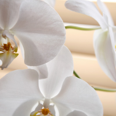 White Orchids I by Nicole Katano Pricing Limited Edition Print image