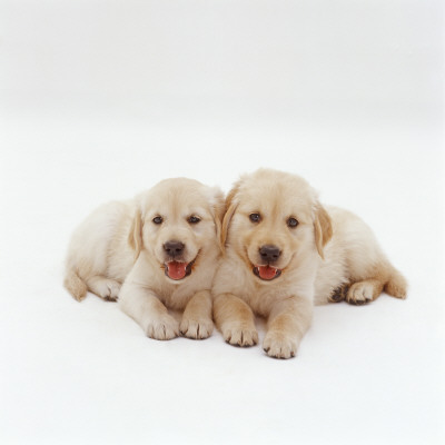 Two Golden Retriever Puppies. 6 Weeks Old, Lying Side By Side by Jane Burton Pricing Limited Edition Print image
