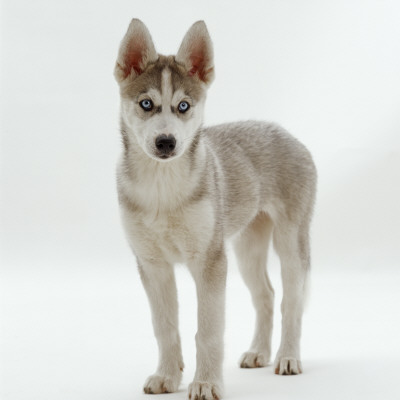 Siberian Husky Bitch, 9 Weeks Old, Standing Portrait by Jane Burton Pricing Limited Edition Print image