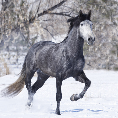 Grey Andalusian Stallion Running In Snow, Berthoud, Colorado, Usa by Carol Walker Pricing Limited Edition Print image