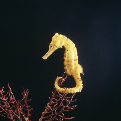 Spotted Seahorse On Gorgonian Coral, From Indo-Pacific by Jane Burton Pricing Limited Edition Print image