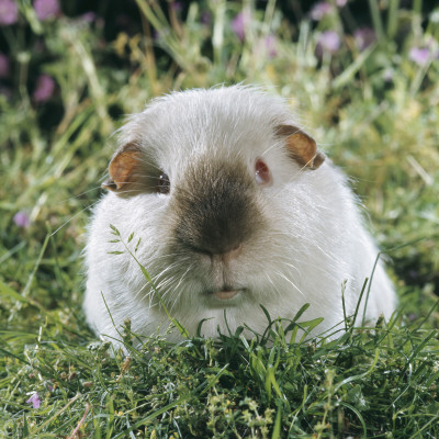 Himalayan Guinea Pig, Male by Jane Burton Pricing Limited Edition Print image