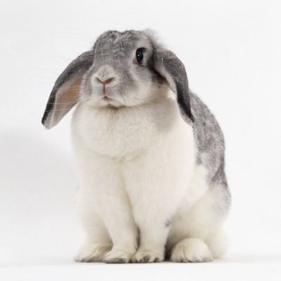 Female Silver And White French Lop-Eared Rabbit by Jane Burton Pricing Limited Edition Print image