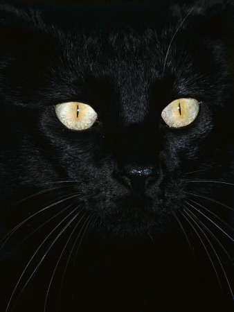 Black Domestic Cat, Eyes With Pupils Closed In Bright Light by Jane Burton Pricing Limited Edition Print image