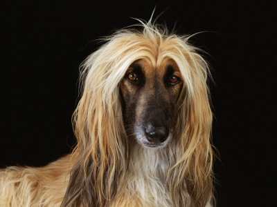 Afghan Hound Dog by Steimer Pricing Limited Edition Print image