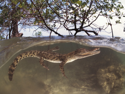 Juvenile Saltwater Crocodile, Amongst Mangroves, Sulawesi, Indonesia by Jurgen Freund Pricing Limited Edition Print image