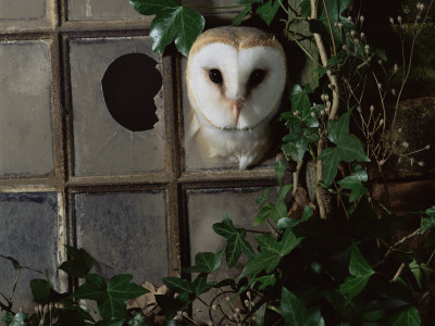Barn Owl, Peering Out Of Broken Window, Uk by Jane Burton Pricing Limited Edition Print image