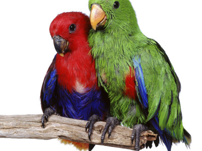 Young Eclectus Parrots, Female Left, Male Right, 12-Wks-Old by Jane Burton Pricing Limited Edition Print image