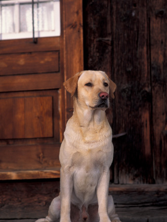 Yellow Labrador Retriever Sitting In Front Of A Door by Adriano Bacchella Pricing Limited Edition Print image