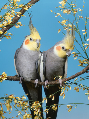 Two Cockatiels, Males (Nymphicus Hollandicus) Australia by Reinhard Pricing Limited Edition Print image