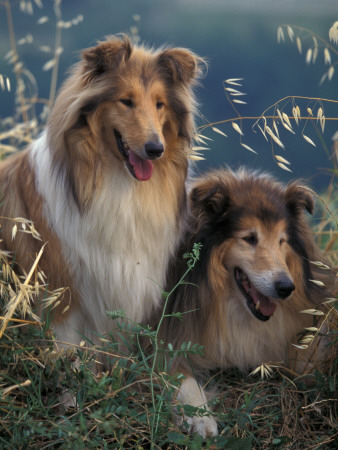 Two Shetland Sheepdogs Panting by Adriano Bacchella Pricing Limited Edition Print image