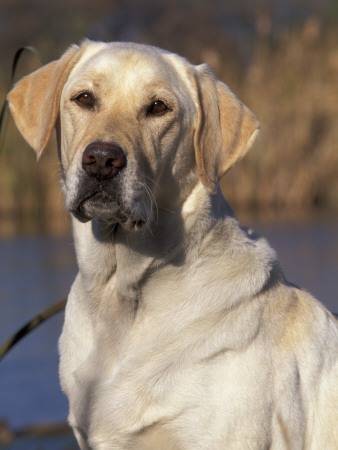 Golden Labrador Retriever Dog Portrait by Lynn M. Stone Pricing Limited Edition Print image