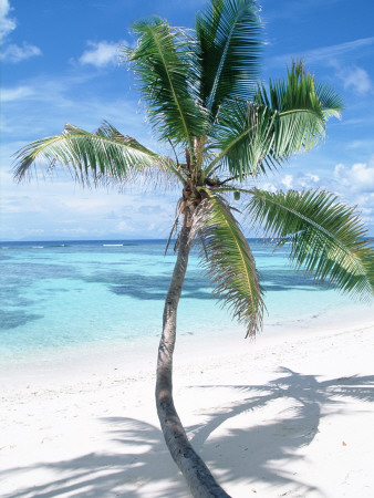 Beach With Coconut Palm (Cocos Nucifera) La Digue, Seychelles by Reinhard Pricing Limited Edition Print image