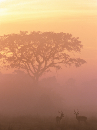 Two Male Impala At Dawn, Okavango Delta, Botswana by Pete Oxford Pricing Limited Edition Print image