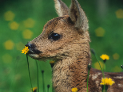 Roe Deer Fawn (Capreolus Capreolus) Europe by Reinhard Pricing Limited Edition Print image