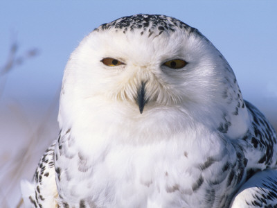 Snowy Owl, Female, Scotland, Uk by Niall Benvie Pricing Limited Edition Print image