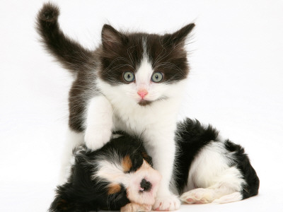 Black-And-White Kitten Walking Over Sleeping Cavalier King Charles Spaniel Puppy by Jane Burton Pricing Limited Edition Print image