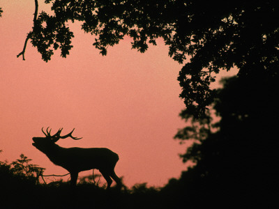 Red Deer Stag Calling At Sunset, New Forest, Hampshire, England by Laurent Geslin Pricing Limited Edition Print image