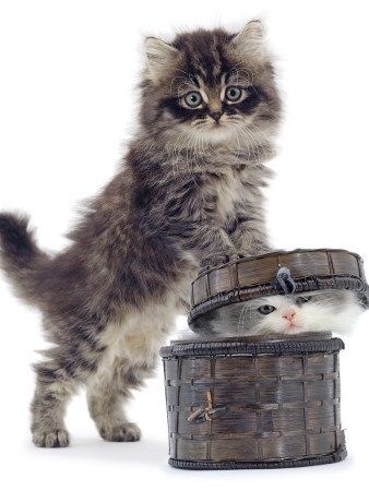 Domestic Kitten (Felis Catus) On Basket With Another Kitten Inside It by Jane Burton Pricing Limited Edition Print image