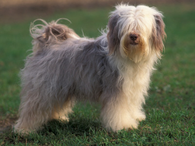 Tibetan Terrier Standing On Grass by Adriano Bacchella Pricing Limited Edition Print image