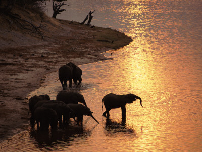 African Elephants Drinking In Chobe River At Sunset, Botswana, Southern Africa by Tony Heald Pricing Limited Edition Print image