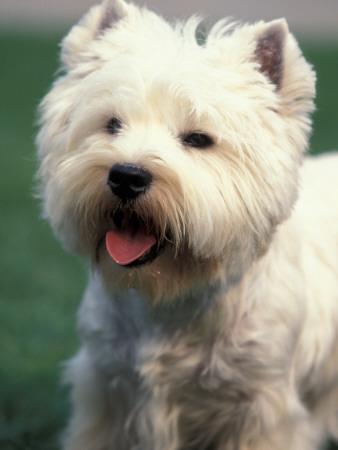 West Highland Terrier / Westie Panting by Adriano Bacchella Pricing Limited Edition Print image