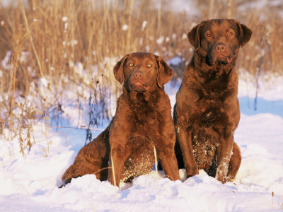 Two Chesapeake Bay Retrievers Sitting In Snow, Domestic Dog Breed (Canis Familiaris) Illinois, Usa by Lynn M. Stone Pricing Limited Edition Print image