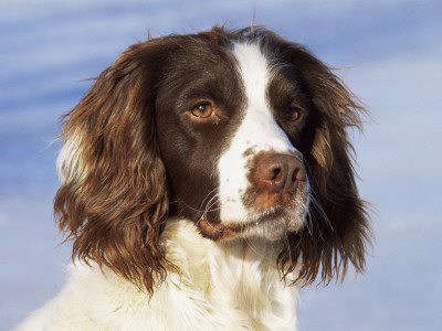 English Springer Spaniel Portrait, Wisconsin, Usa by Lynn M. Stone Pricing Limited Edition Print image