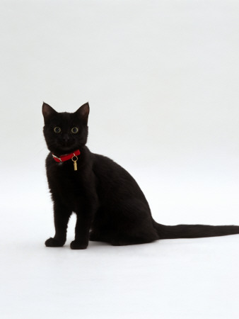 Domestic Cat, 4-Month Black Female Wearing Collar And Tag by Jane Burton Pricing Limited Edition Print image